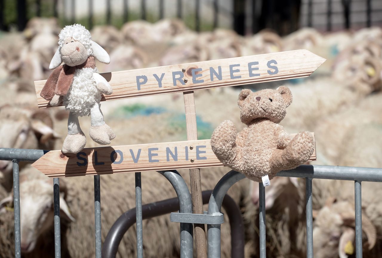 A sheep and a bear square off in a 2018 protest in France.
