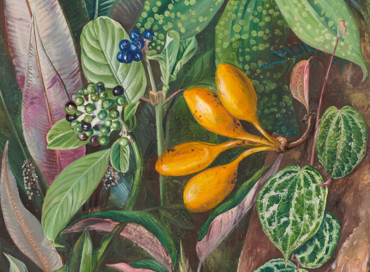 A Botanical Mystery Solved, After 146 Years - Atlas Obscura