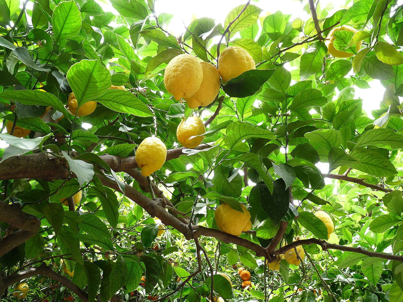 Sicilian Lemons Information and Facts