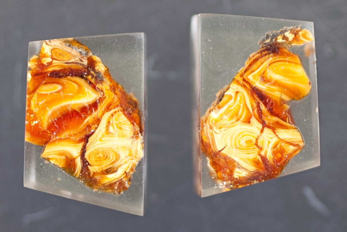 Amber from the Frenchman Formation bonebed is brittle and cloudy, likely due to contact with water before the resin had fossilized.