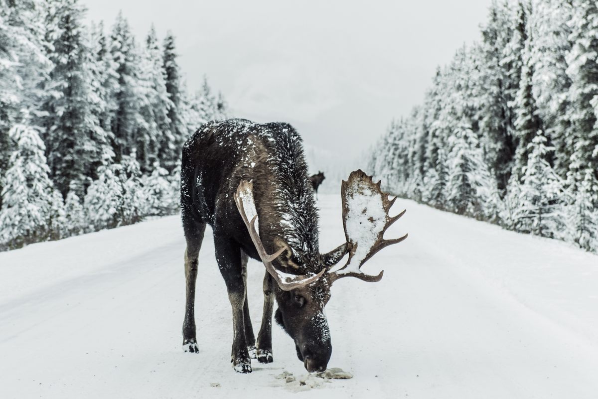 A moose eating salt and gravel off the roads.