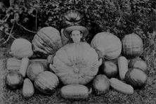 The world of competitive pumpkin growing has come a long way since 1901, when this giant pumpkin weighed a mere 91 pounds.