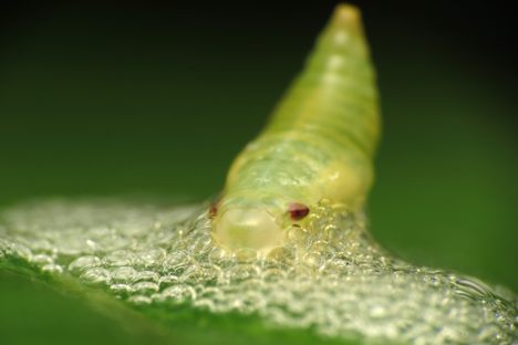 Beware the baby spittlebug, harbinger of doom?