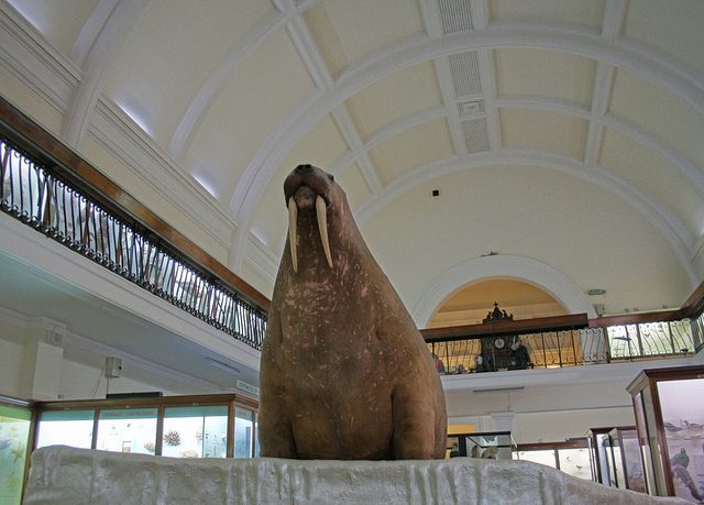 Horniman Museum Walrus