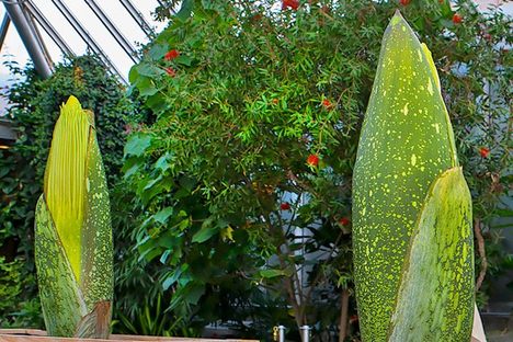 Not One, but Two Corpse Flowers May Soon Stink Up Chicago