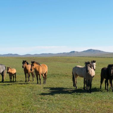 Khustain Nuruu National Park