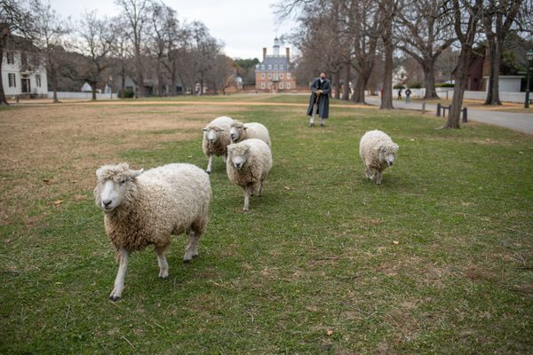 Sheep at Colonial Williamsburg on a sunny day.