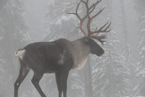 A male caribou overlooks his range along the Selkirk Mountains. 
