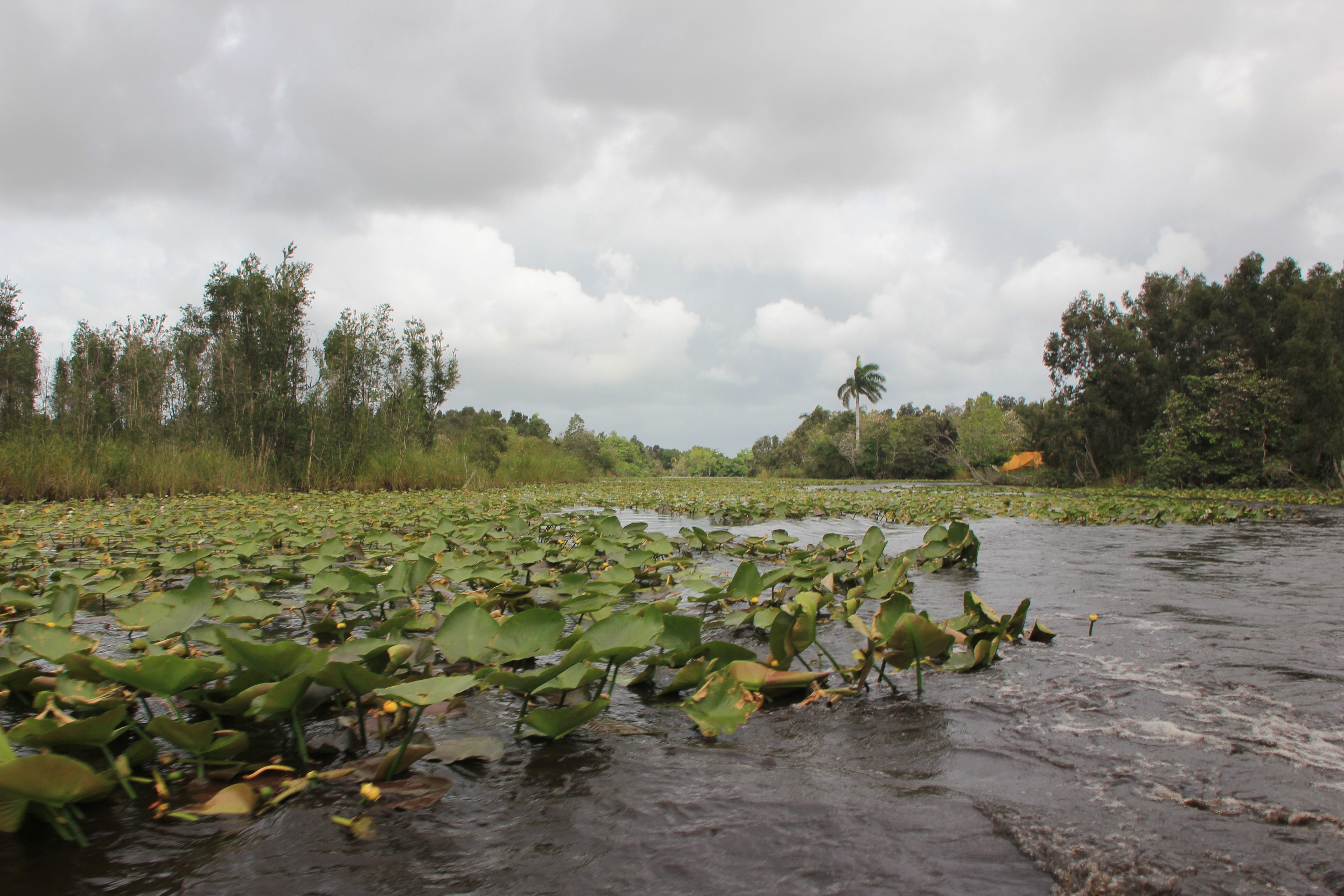 Zapata Swamp, where the crocodiles were reintroduced.
