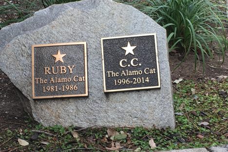 Alamo cat graves.