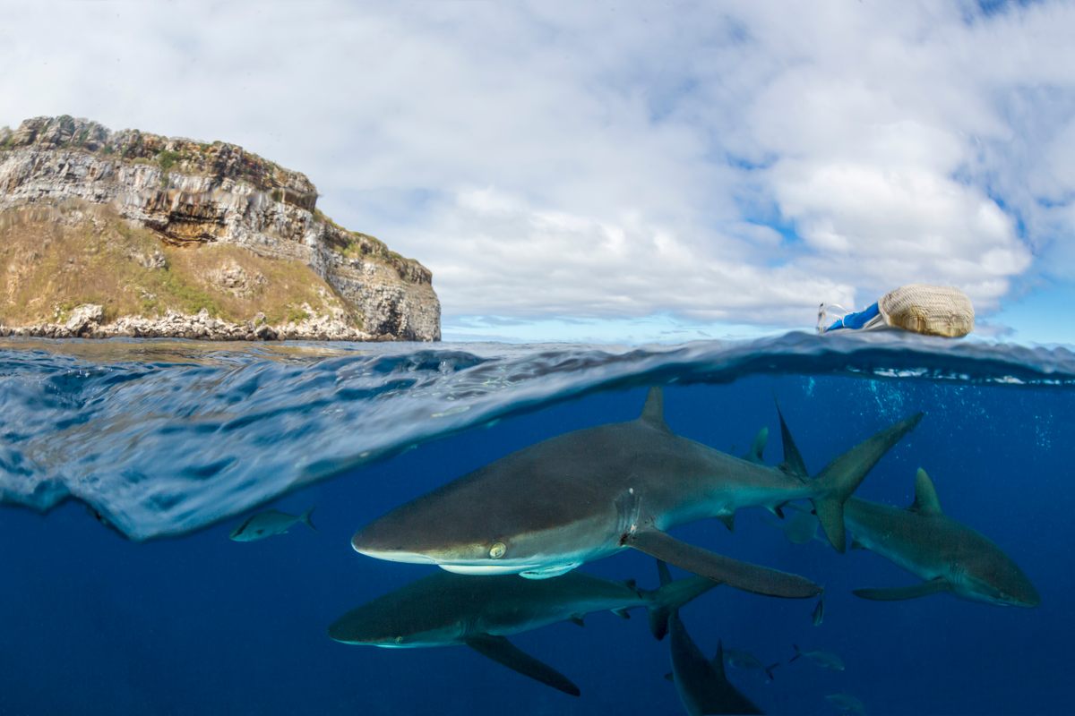 Silky sharks, at risk from commercial fishing and other human activities, can now swim easier off the Galápagos coast.