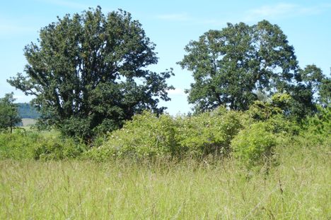 The Old in the Forest: Wolf Trees of New England & Farther Afield