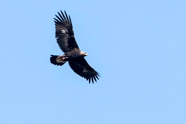 A Golden Eagle in flight 