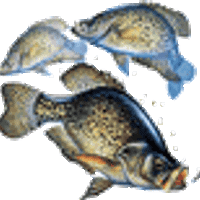 Profile image for tintuctuyensinh