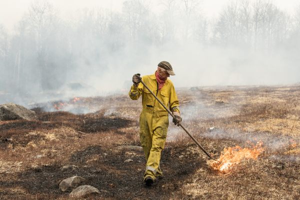 Towards the end of the burn, the fire can be spread simply by raking the burning straw. 