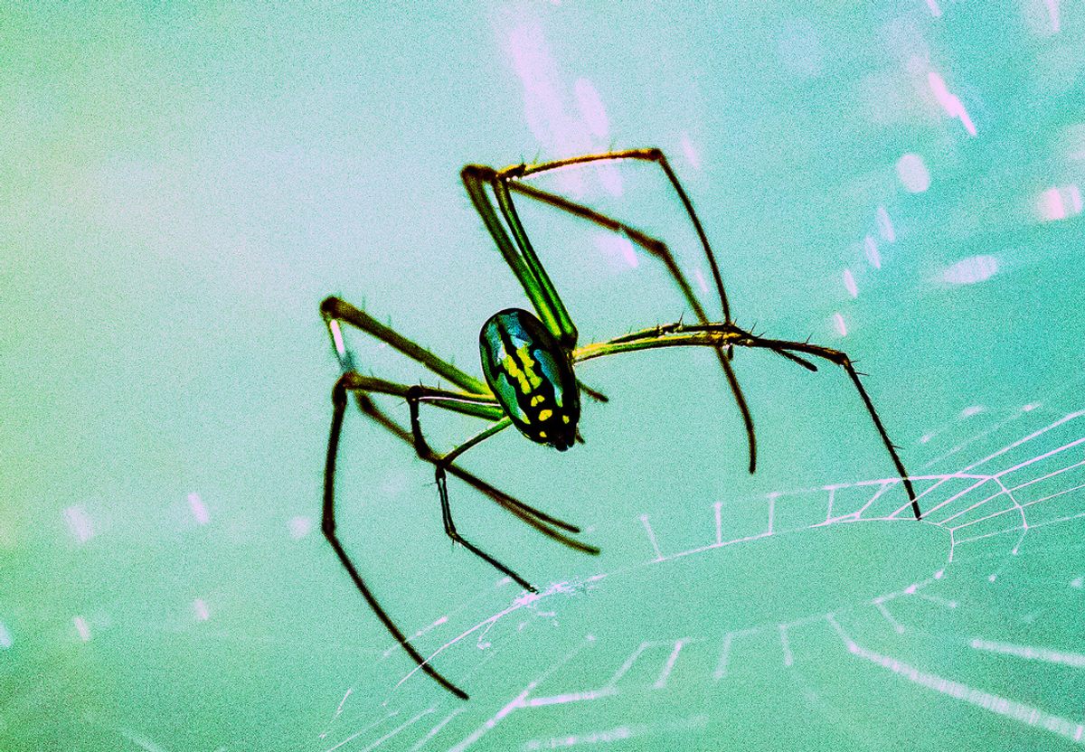 Eric Michaelson's photograph of a spider at Green Cay Nature Center and Wetlands in Boynton Beach, Florida.