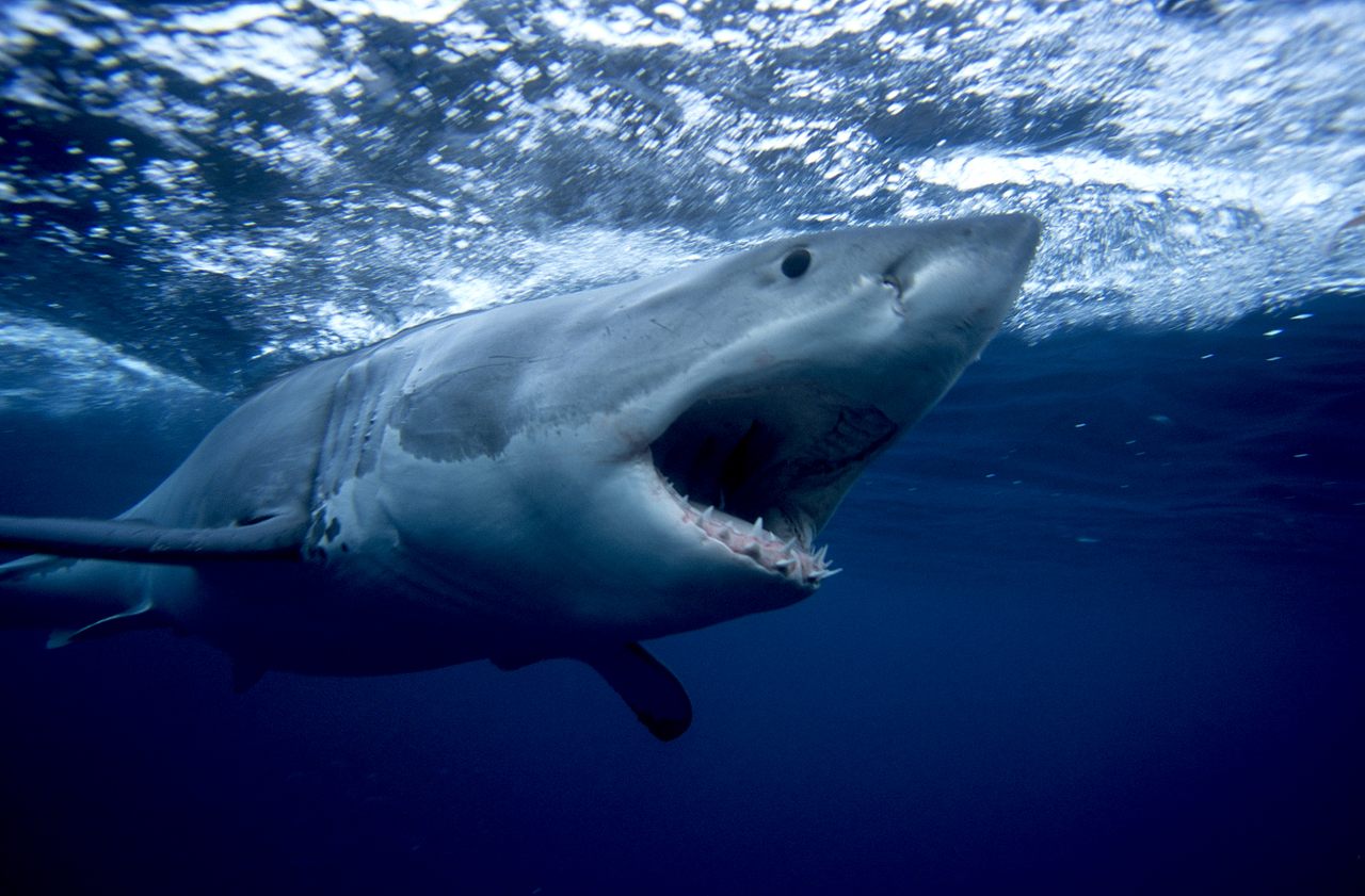 Shark attacks are very rare, making the discovery of an ancient one a particularly unusual occurrence. 