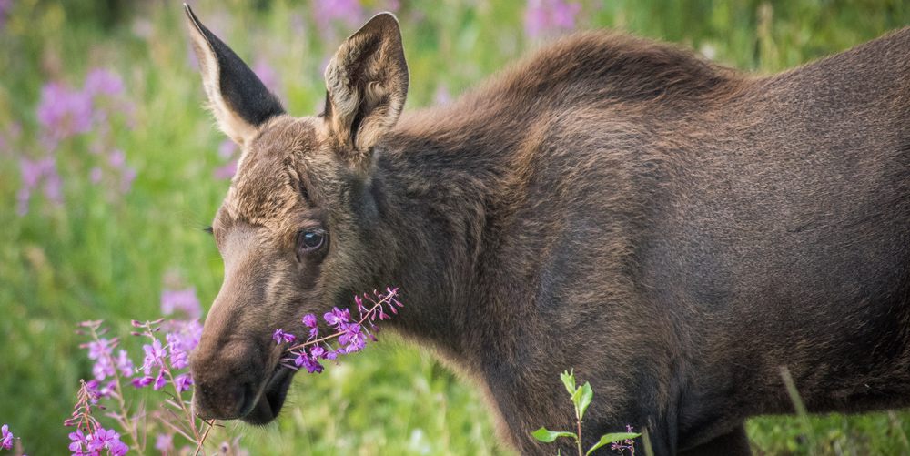 An American moose, also eating flowers.