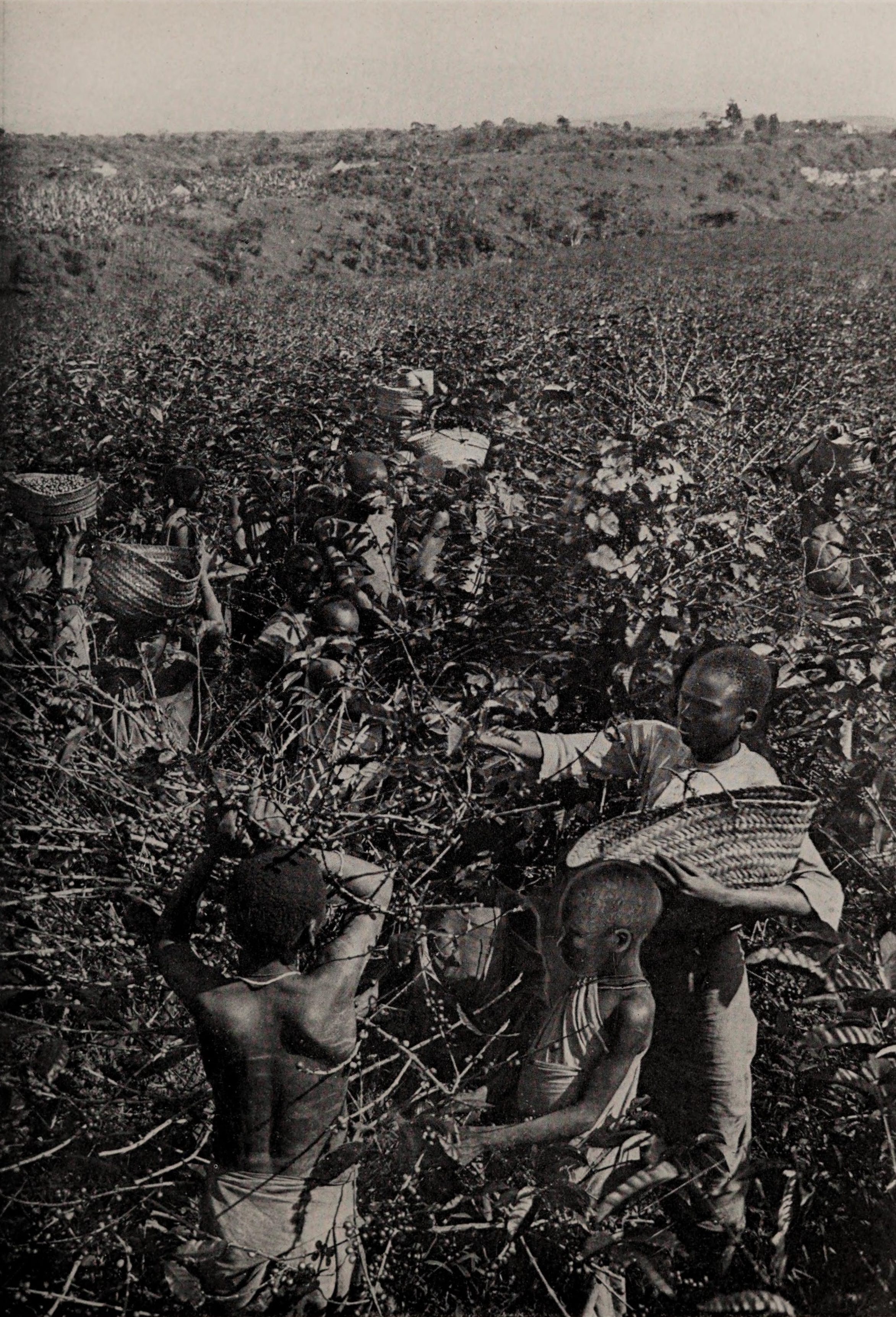 Workers harvest coffee in the early 1900s in British Nyasaland, present-day Malawi. Coffee cultivation spread with European colonialism, and was largely powered by enslaved laborers.