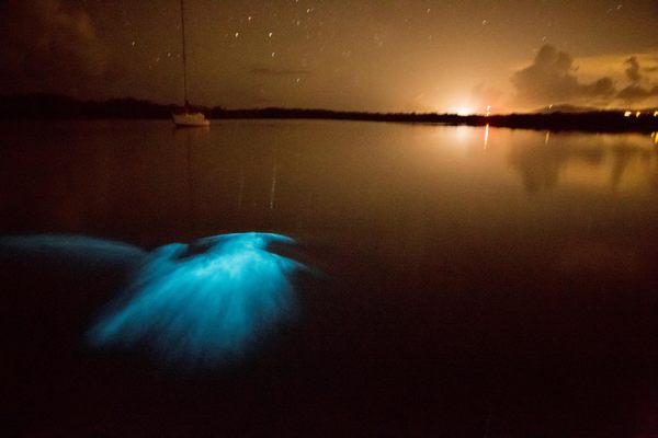 A blue glow in the waters of Mosquito Bay