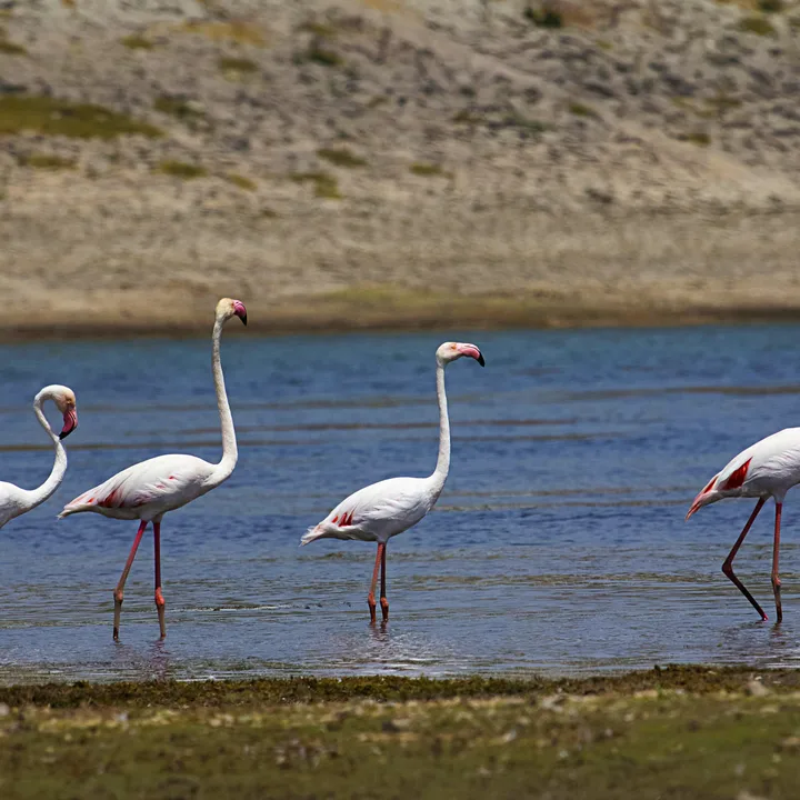 Lesser Flamingoes at Jawai Dam