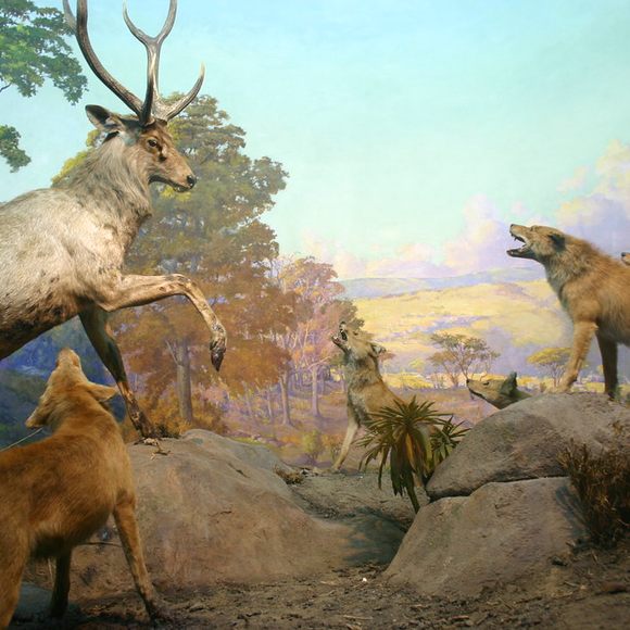 museum of natural history dioramas