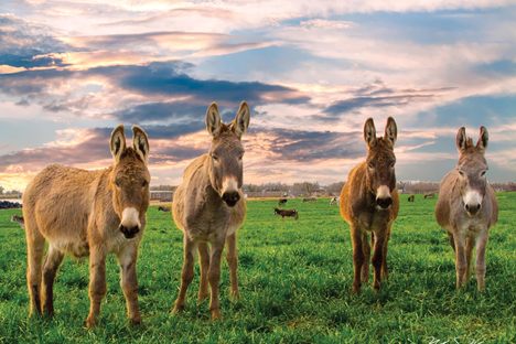 Four donkeys pose beneath a striking sky at Peaceful Valley's San Angelo ranch.