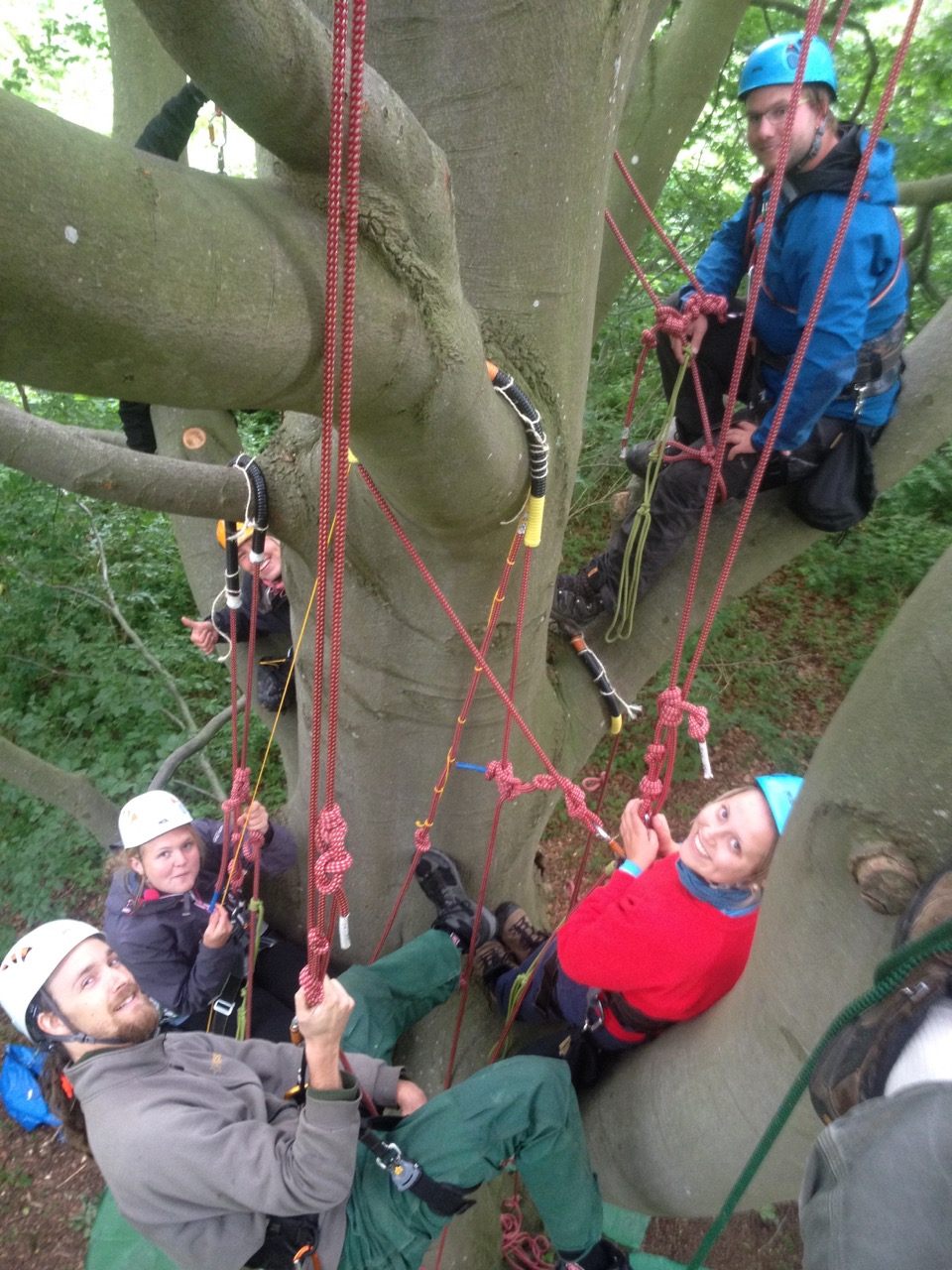 I teach scientists to climb trees