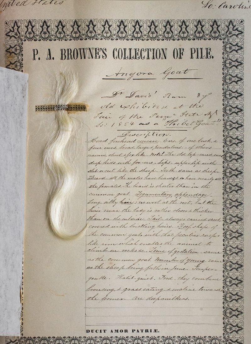 Hair collected from an Angora goat in 1854.