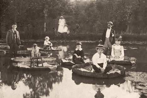 In the late 19th century, there was a vogue for taking photographs of people standing on giant lily pads—these are Victoria amazonica in Salem, North Carolina.