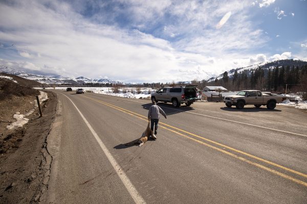 Methow Valley resident Ken Bevis salvages a deer that was recently struck by a car.