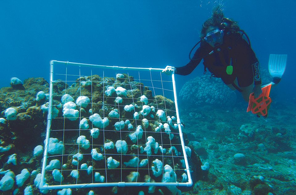 A scuba diver with the National Oceanic and Atmospheric Administration studies bleached corals.