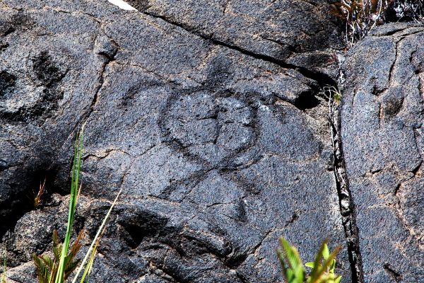 A petroglyph of a sea turtle.