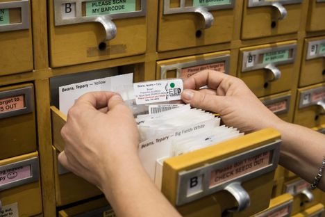 The Pima County Public Library maintains a seed collection in an old card catalog file.