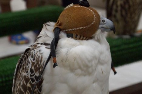 A Photo Tour of the Abu Dhabi Falcon Hospital