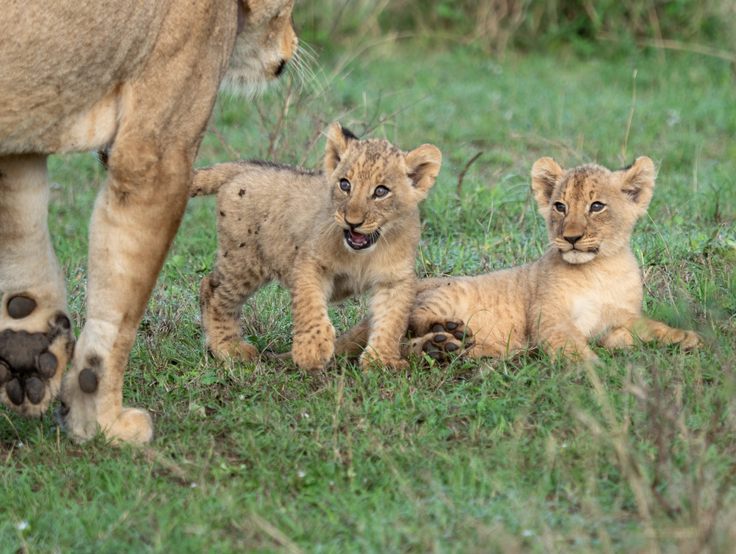 Lion cubs in Akagera