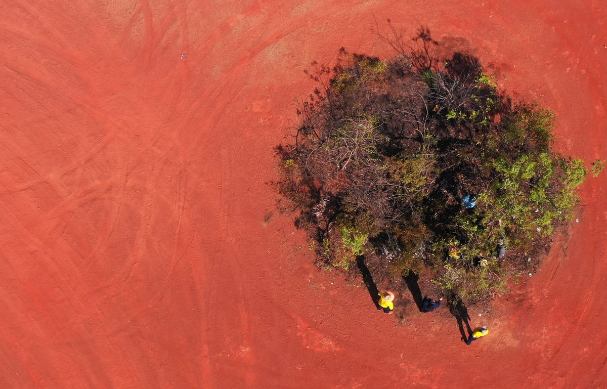 University of Queensland researchers and community members check the fruit of a heavily fruiting green-plum tree near Gulkula Mining Company in East Arnhem Land.
