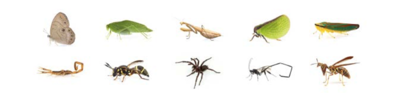 A representative figure from Shipley's thesis, detailing "bugs that participants are most [top row] and least [bottom row] willing to hold."