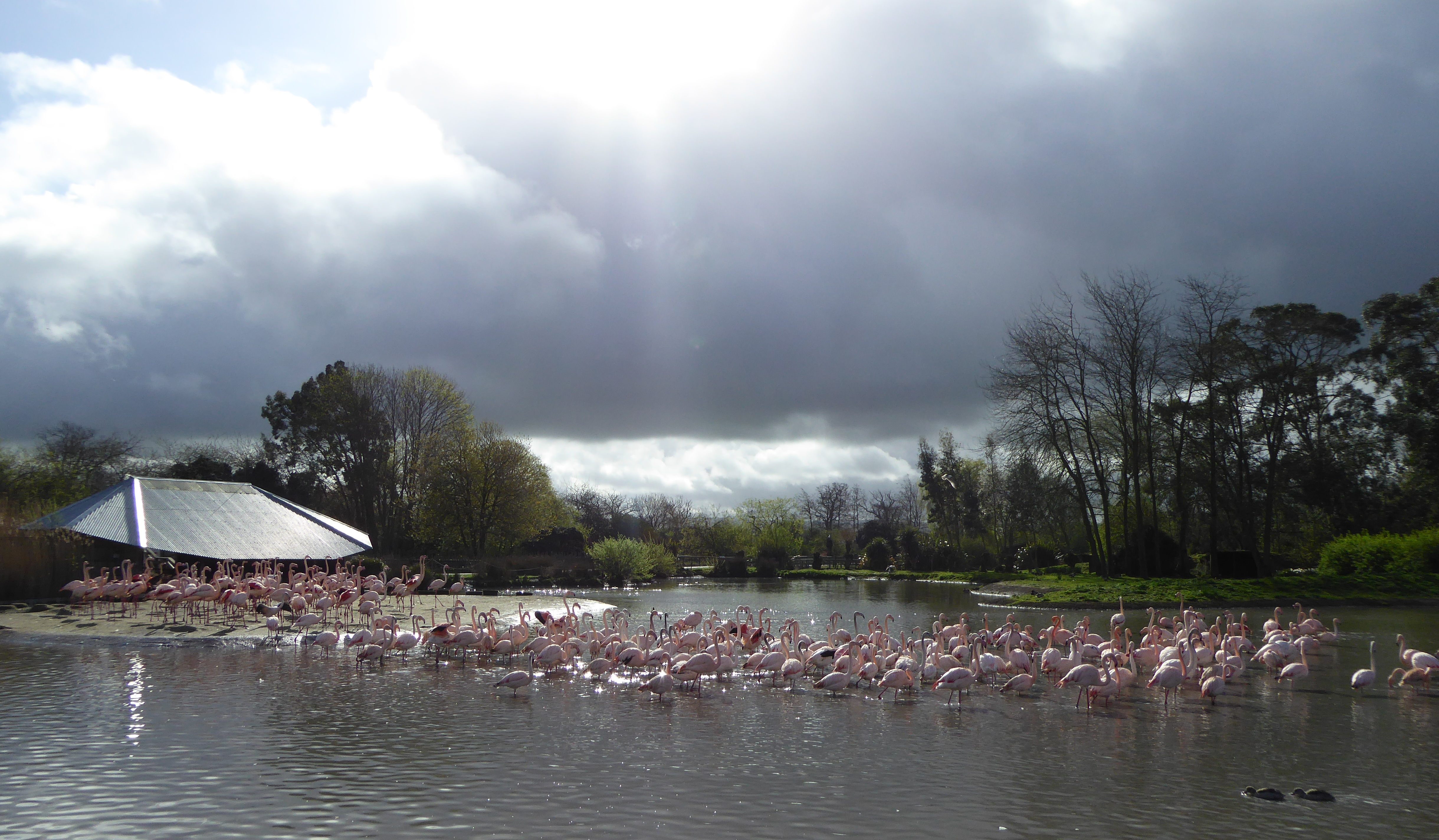 The greater flamingo enclosure at the WWT Slimbridge Wetland Centre.