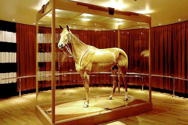 Taxidermied Phar Lap