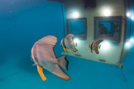 Fishes' view of the Underwater Room.