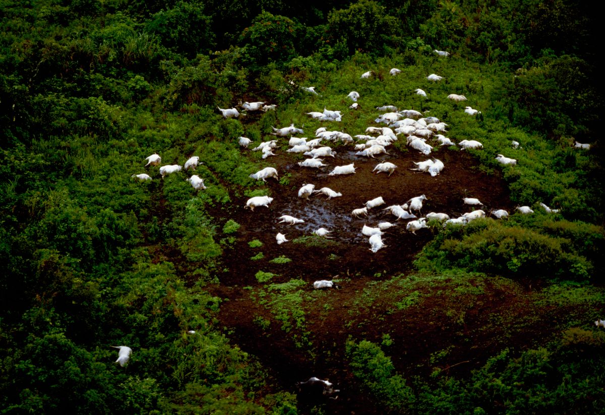 Photographed in 1986, a herd of dead cattle near Wum, Cameroon, were killed by toxic gas released from Lake Nyos, several miles away.