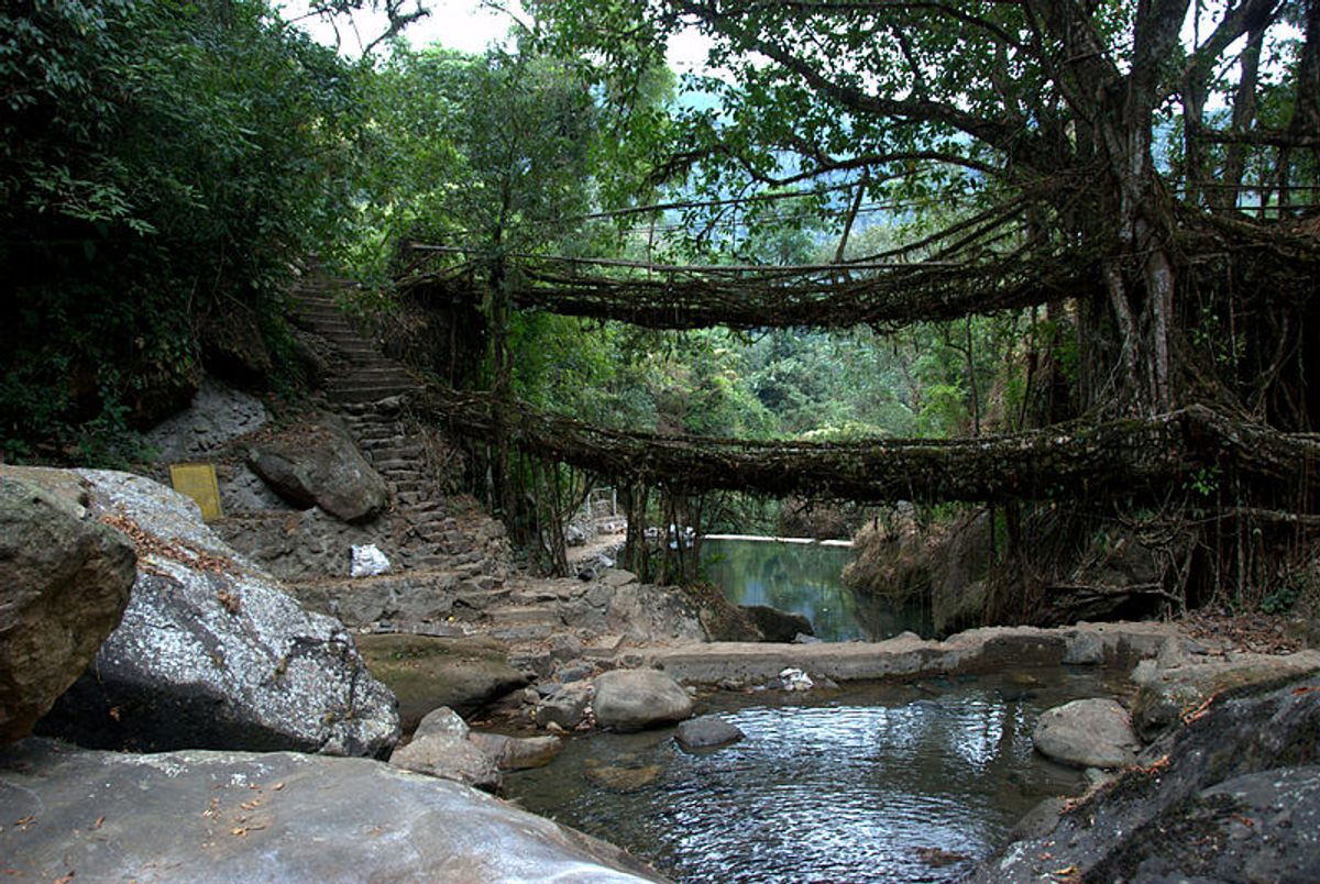 Nongriat Village's "double decker" root bridge is famous for its parallel spans.
