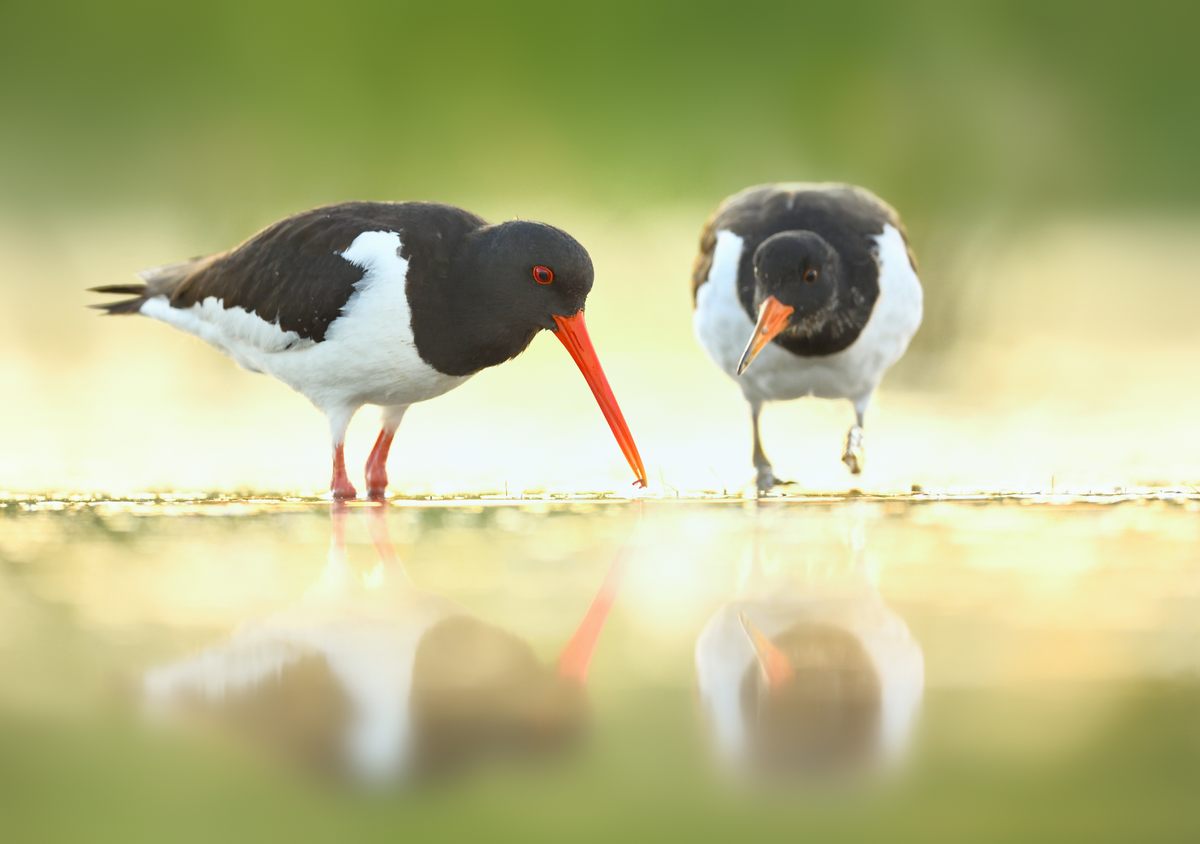 A pair of rare Eurasian oystercatchers were the first birds to build a nest on Chara's artificial islands.