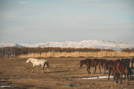 The horses have been wild for generations.