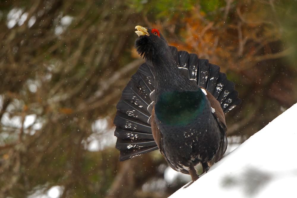 In Slovakia's Low Tatra mountains, the population of the western capercaillie bird dipped by 40 percent, concurrently with the destruction of 7,000 hectares of its habitat.