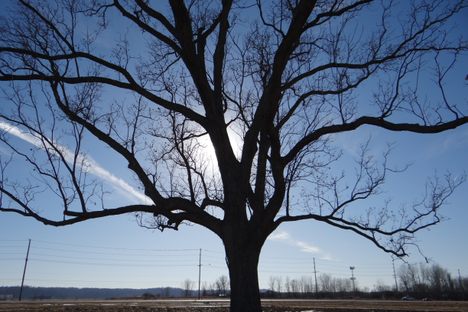 A pecan tree.