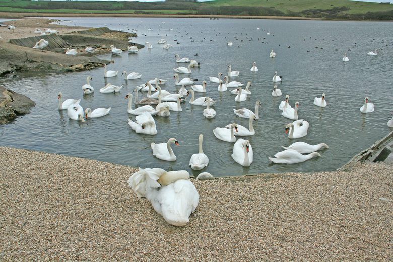 Abbotsbury Swannery in Weymouth - Atlas Obscura
