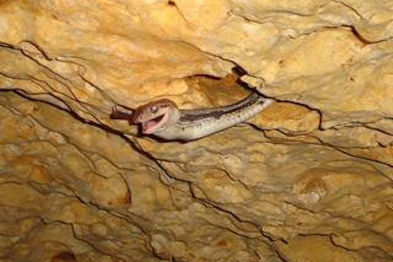 Cave of the Hanging Snakes – José María Morelos, Mexico - Atlas Obscura