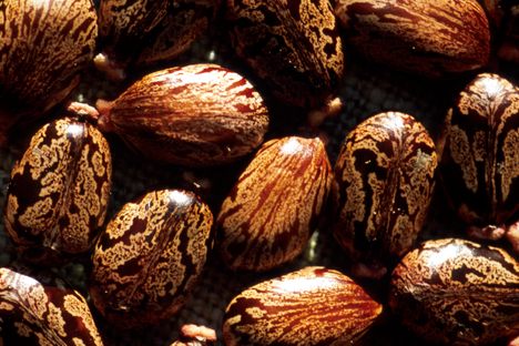 Castor seeds—look nice, very dangerous.